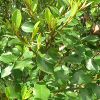 Magnolia figo (Lour.) DC.